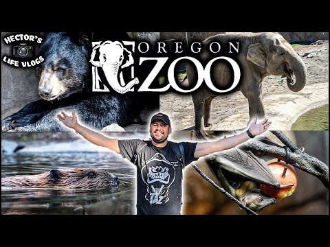 Oregon Zoo Insights and Highlights in Portland Oregon